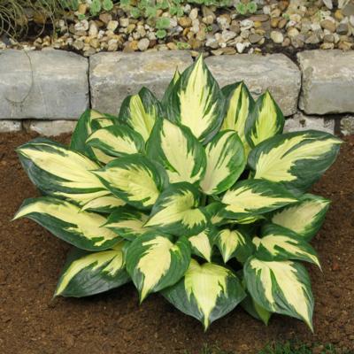 Hosta 'Morning Star' Hosta 'Morning Star'
